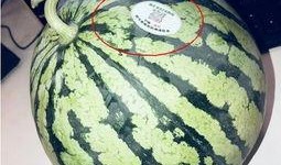 越南网红吃瓜,揭秘幕后美食故事