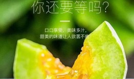 哪里可以吃网红的瓜,揭秘网红们的“瓜田”美食之旅